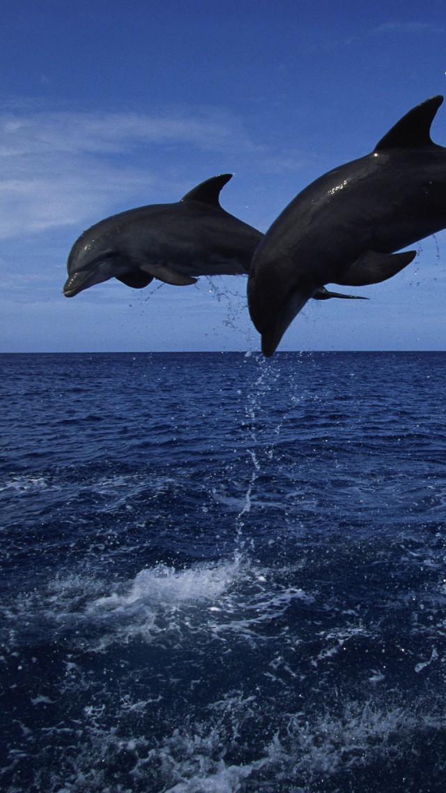 Two Dolphins Leap iPhone Wallpaper Gallery