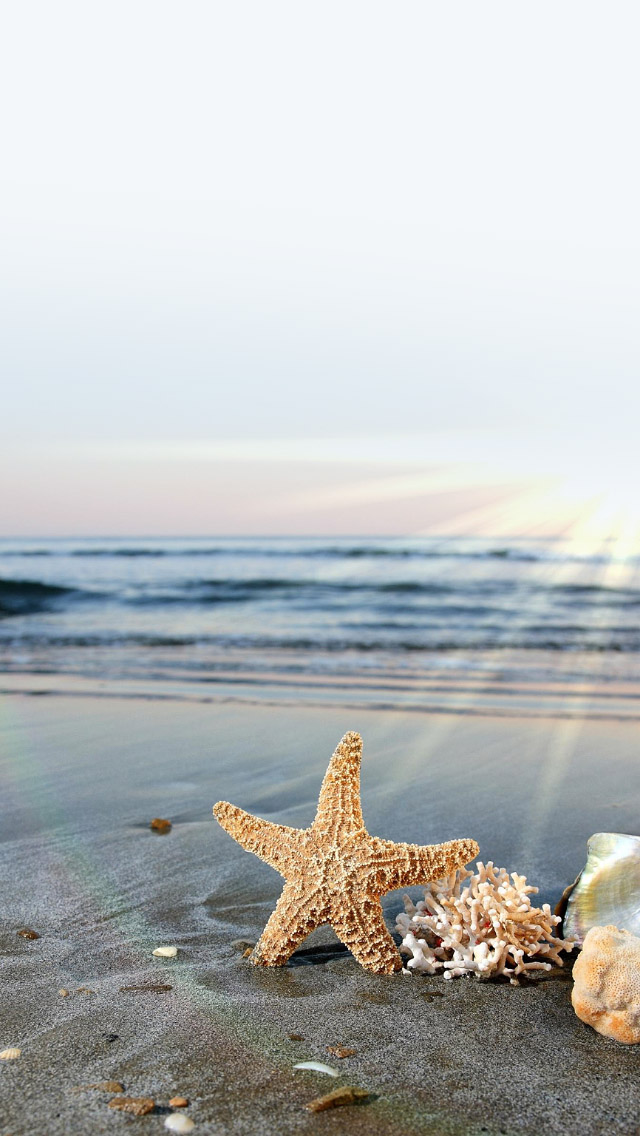 Sea Starfish On Sunlight Beach iPhone 5s Wallpaper