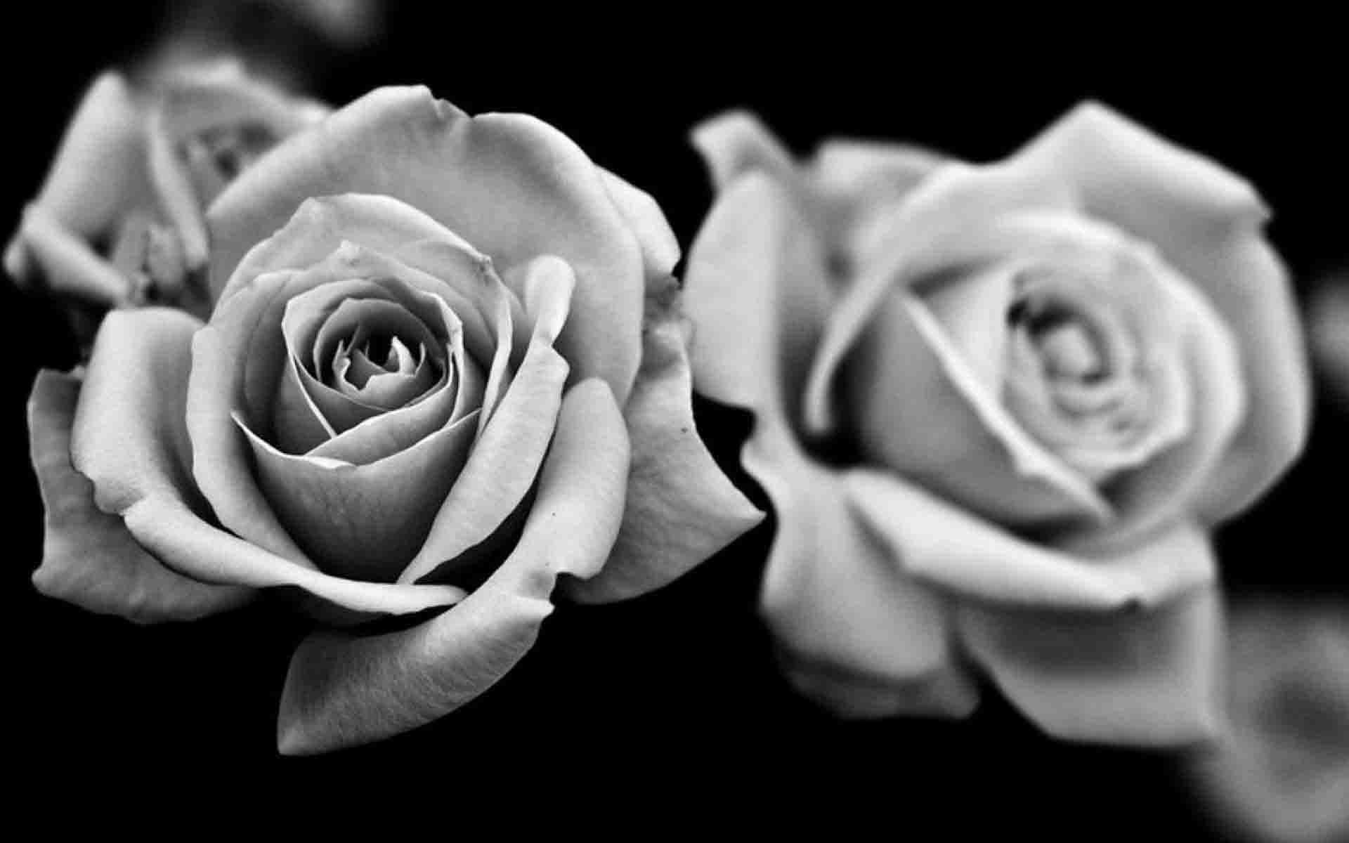 Black And White Rose Wallpaper