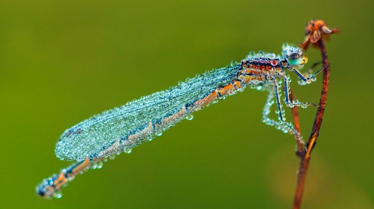 bing images as wallpaper Bing Images   Dew Dragon   Damselfly with 736x413