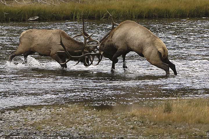 Elk Territory Graphics Code Bull Ments Pictures