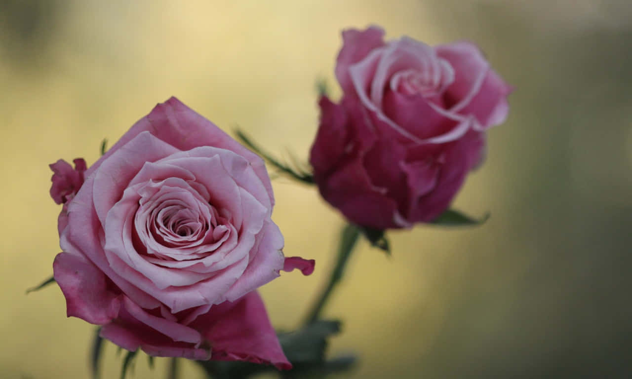 Focused On A Rose Wallpaper
