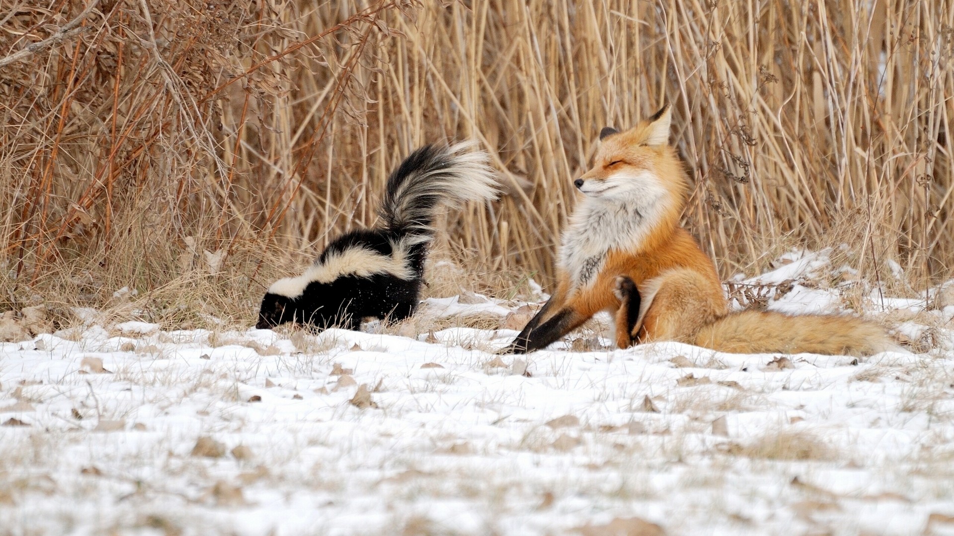 Fox Skunk Reeds Winter Wild Animals Funny Photo Wallpaper