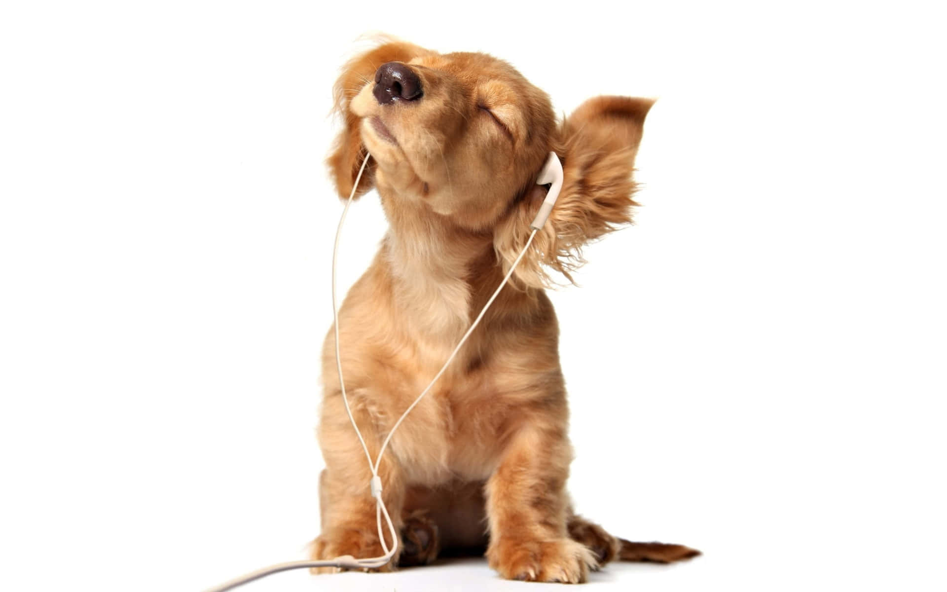 Dog Aesthetic Wallpaper