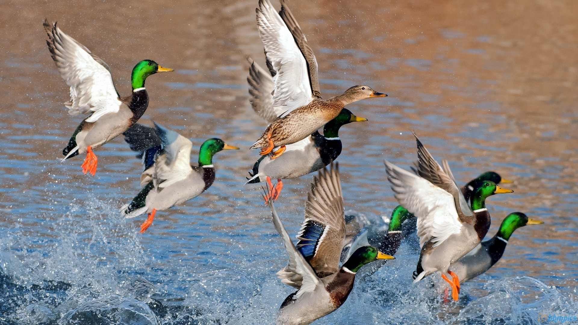 Ducks Flying Over Water Wallpaper Animals
