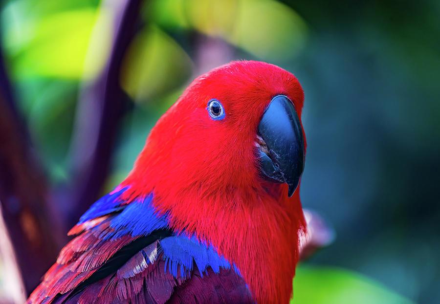 Red Blue Female Eclectus Parrot Photograph by William Perry   Fine