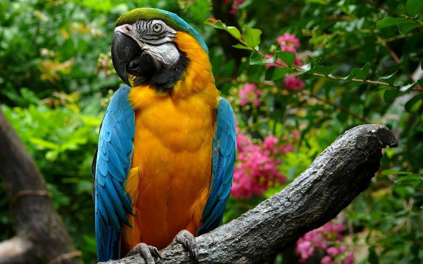 Beautiful Orange Blue Parrot Wallpaper HD Animals