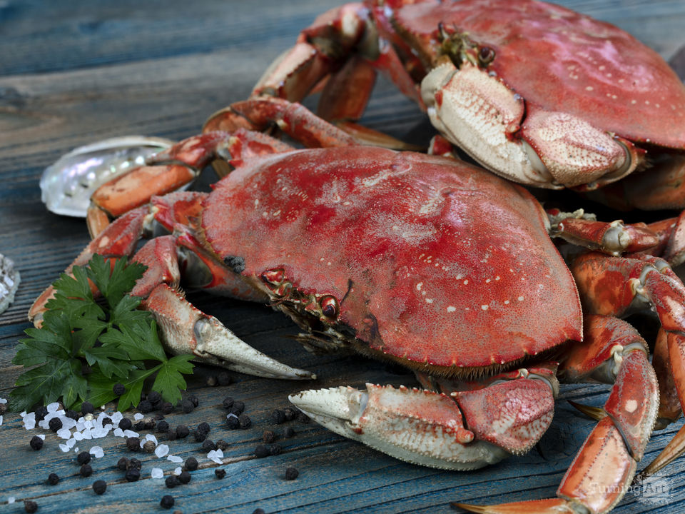 Dungeness Crabs In Macro By Tom Baker Wallpaper