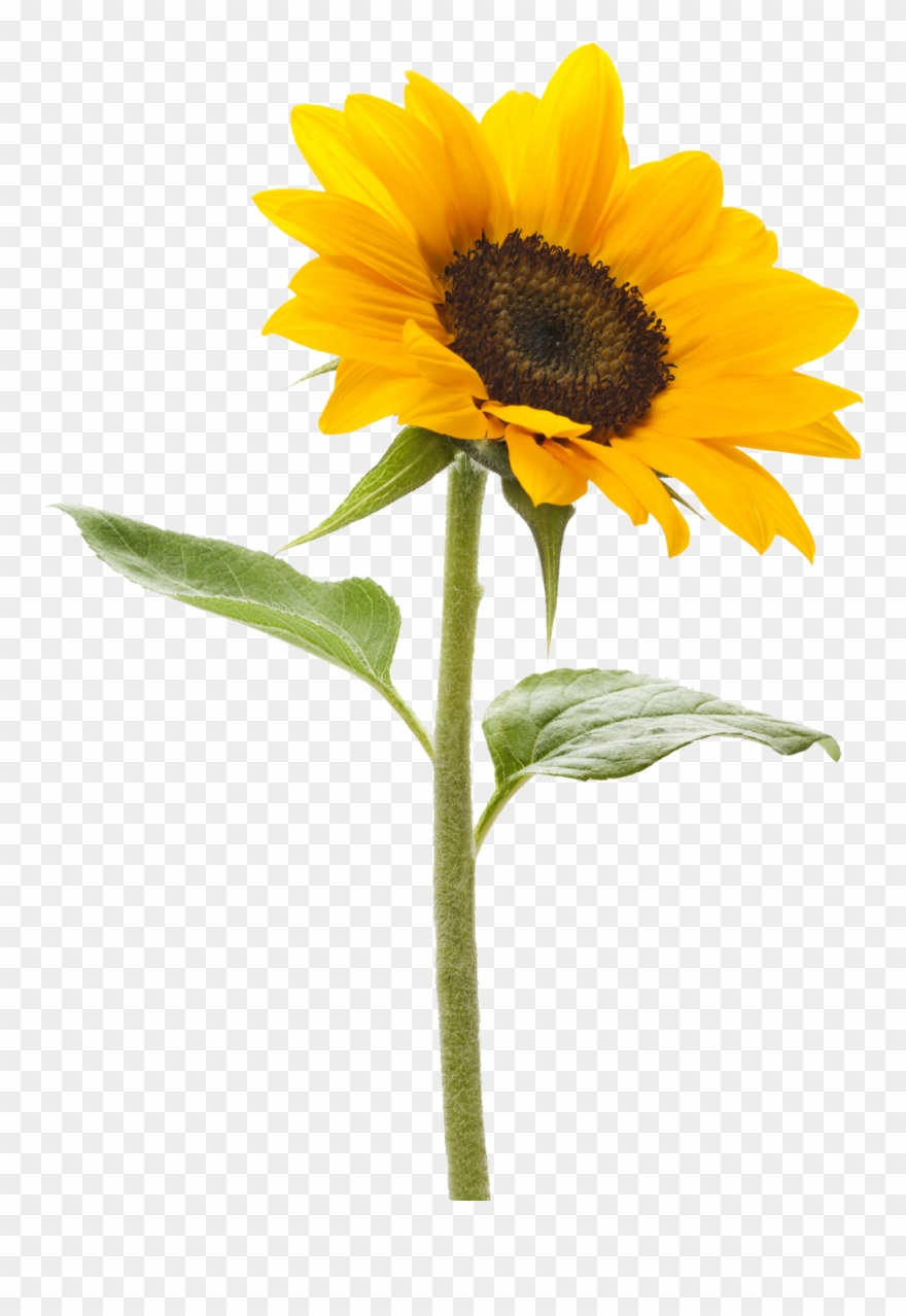 Royalty Sunflower Png Image Pngmart