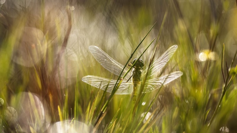 Dragonfly In The Grass HD Wallpaper Wallpaperfx