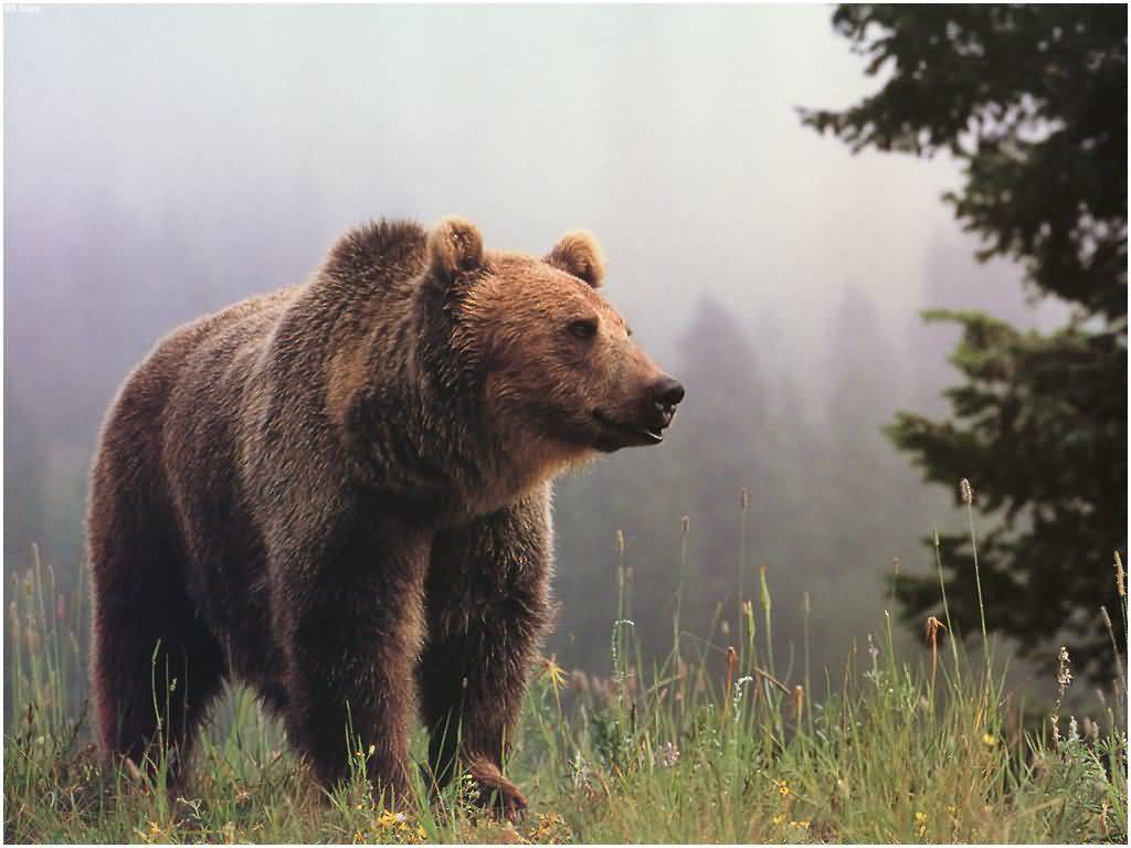 Grizzly Bear Wallpaper Top Background