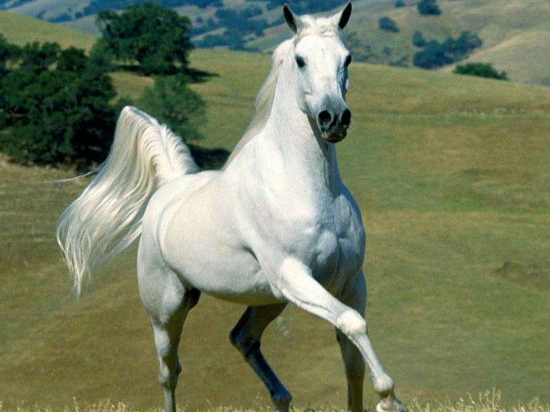 Horse Wallpaper White Awesome
