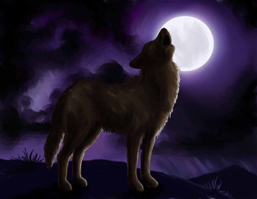 Baby Wolves Howling At The Moon Images Pictures   Becuo