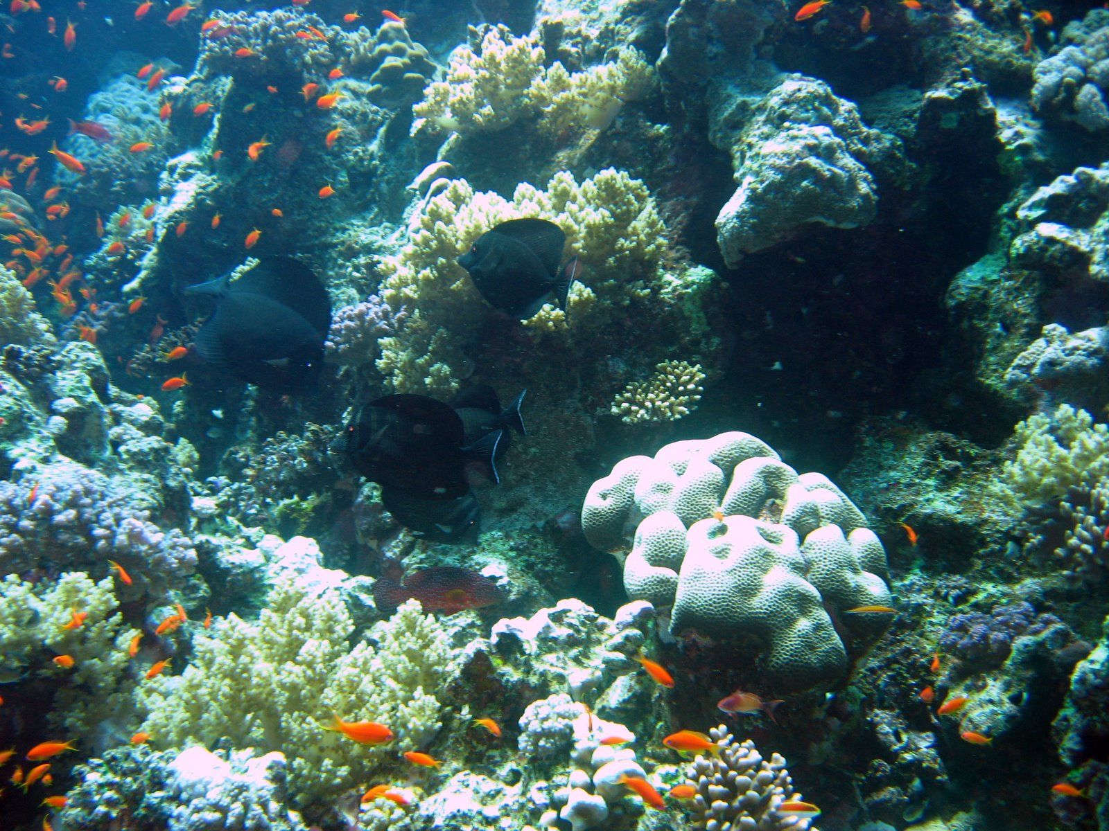 Coral Reef Wallpaper Widescreen