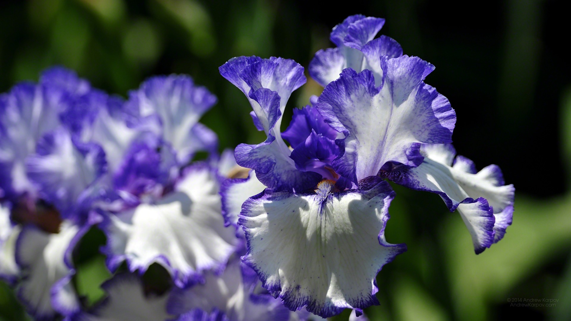 X Beautiful Irises Flowers Wallpaper