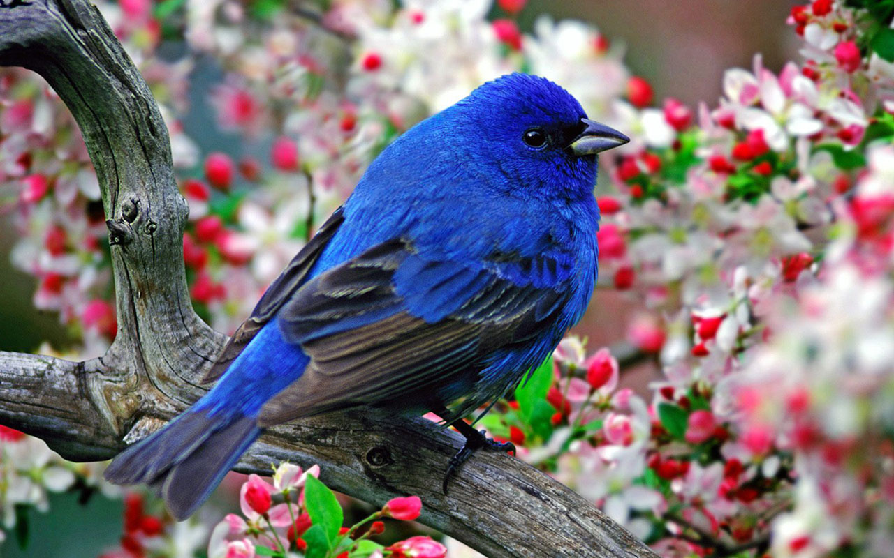 Flowers on the bright feathers of birds photo wallpaper 6 Wallpapers