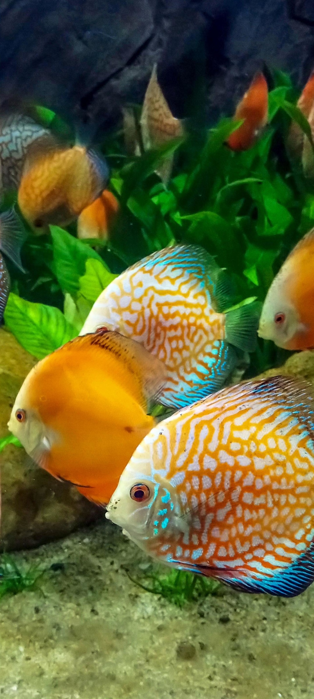 Tropical Fish iPhone Wallpaper