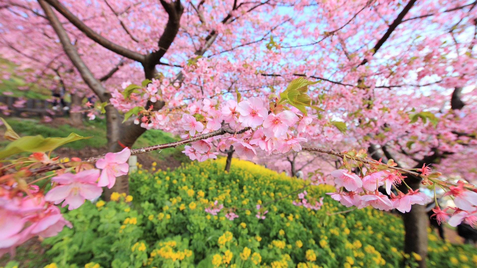 Wallpaper Spring Bloom Tree Flowers Full HD 1080p