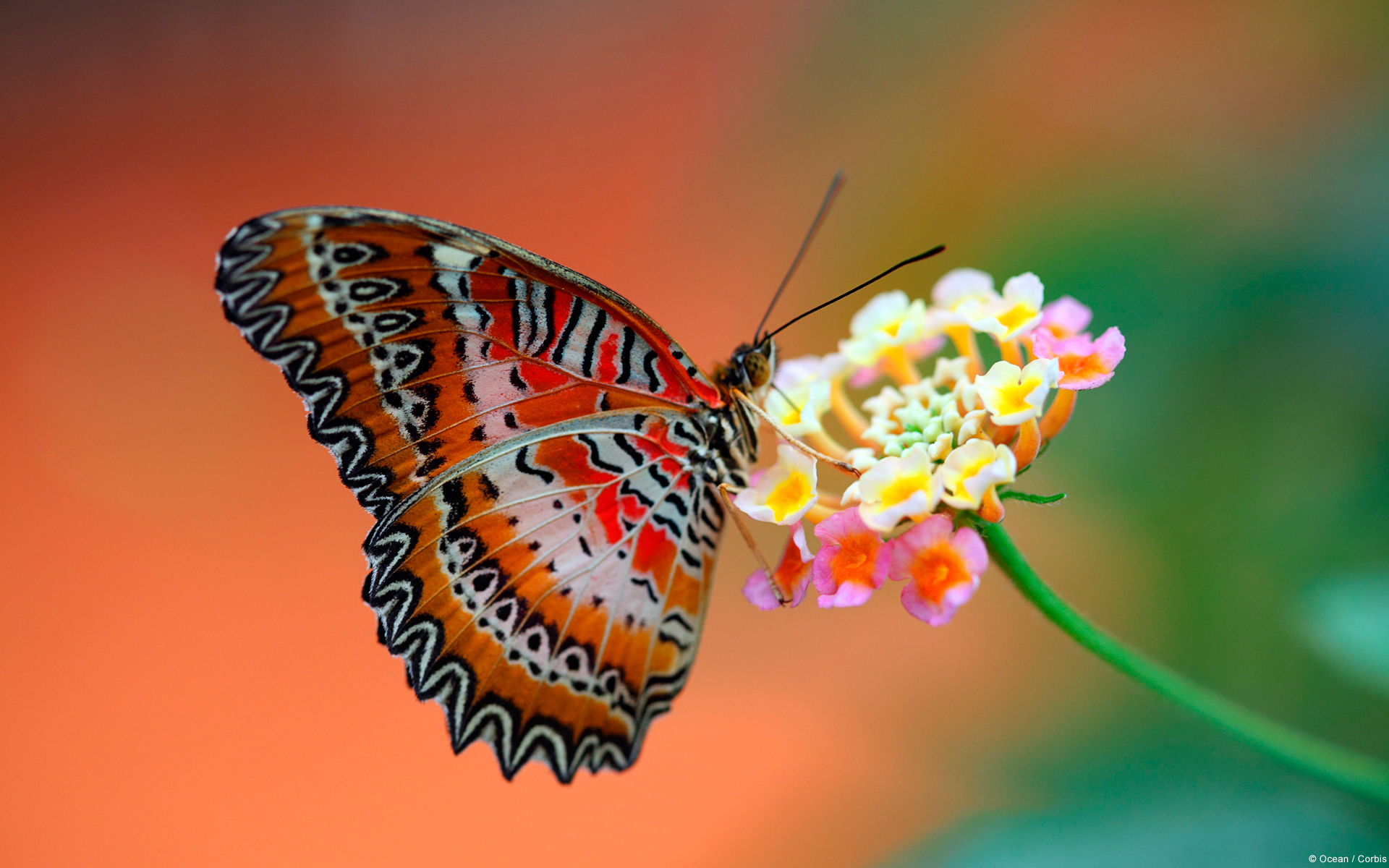 Butterfly On Flower Wallpaper HD
