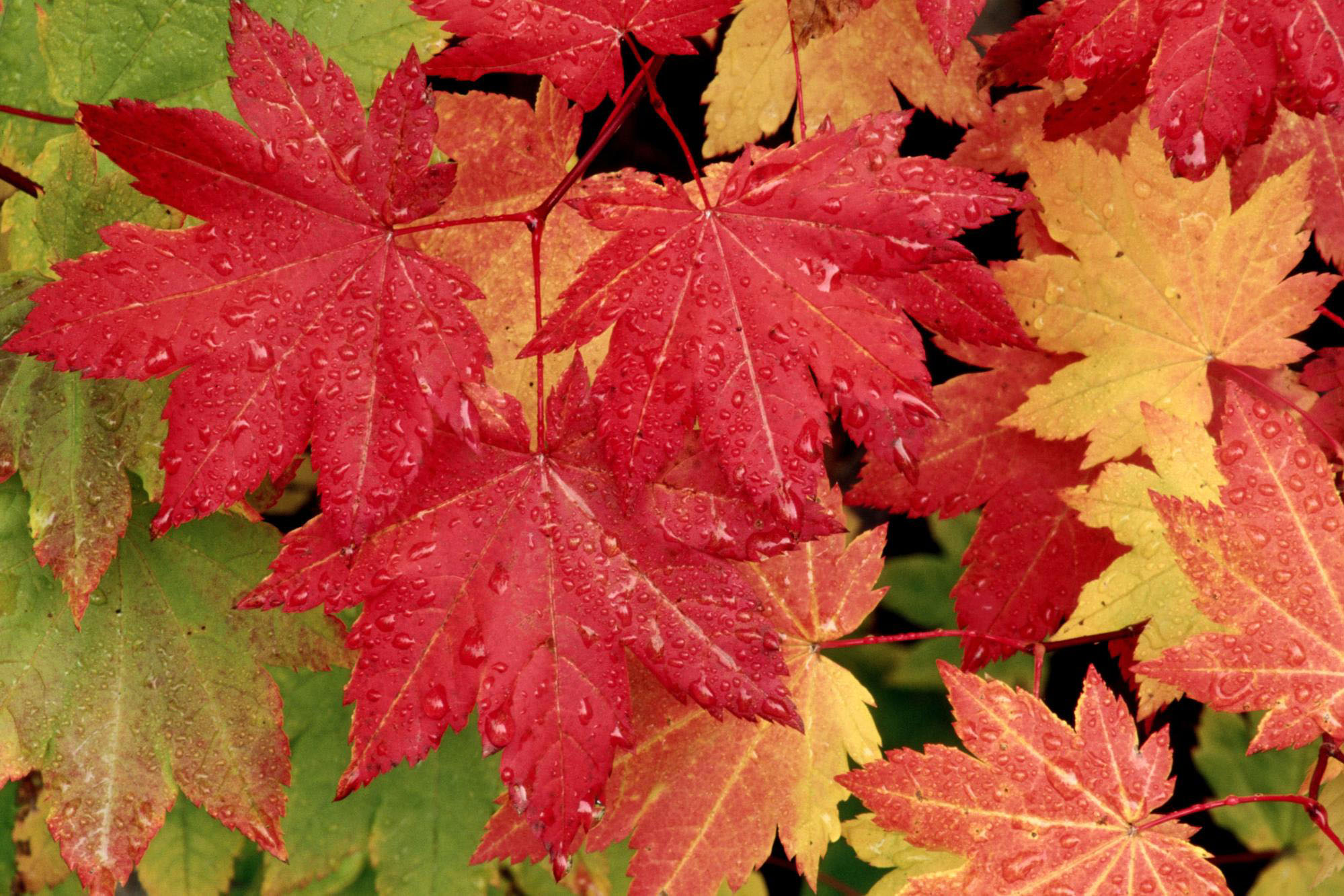Wallpaper Autumn Leaf Fall Leaves Trees Desktop HD Html