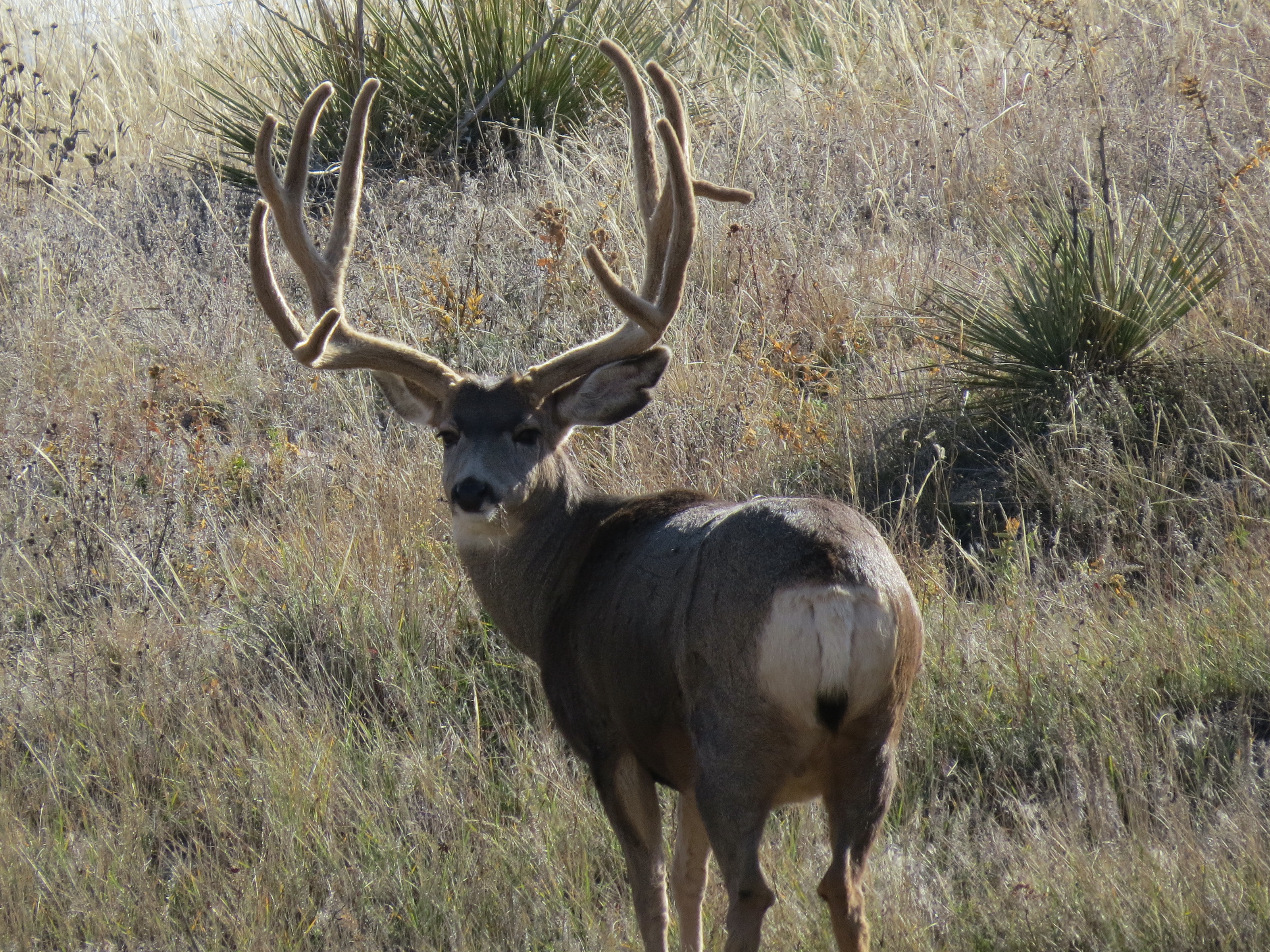 Mule Deer Buck Wallpaper Big X Velvet