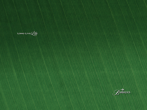 Barbados Banana Leaf Desktop Wallpaper Flickr   Photo Sharing
