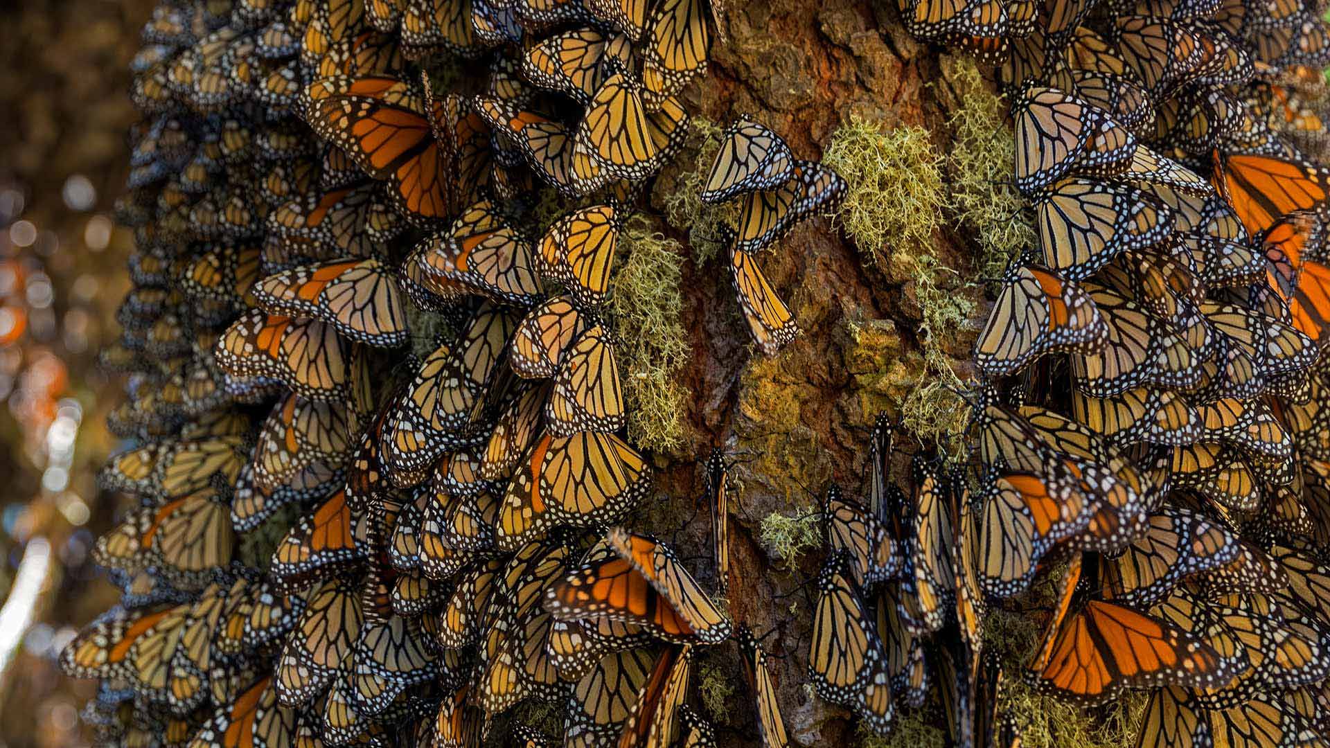The Migrating Monarchs Of Michoacan By Microsoft Wallpaper