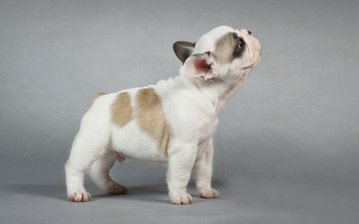 Cute Baby Wallpaper Dog Puppy