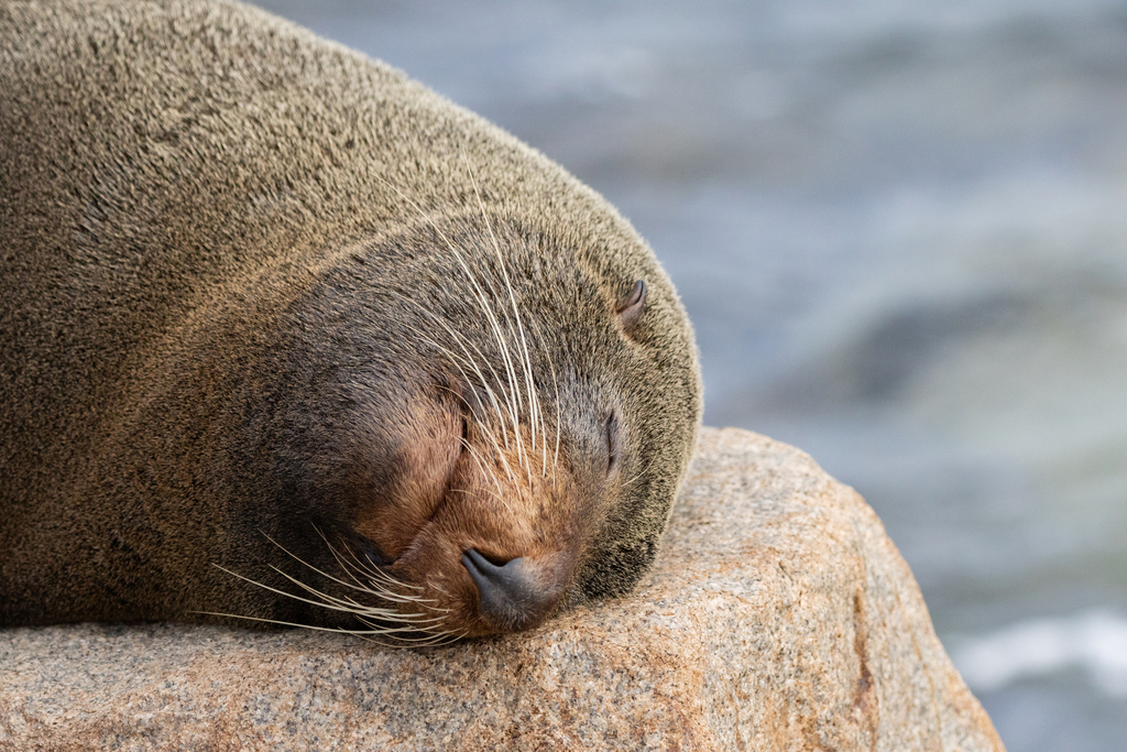 Southern Fur Seals From Narooma Nsw Australia On May At Wallpaper