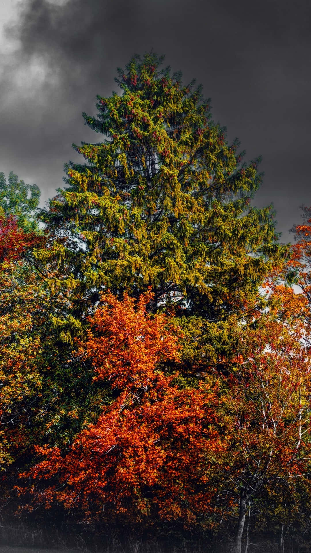 Autumn iPhone Plus With Small Red Tree Wallpaper
