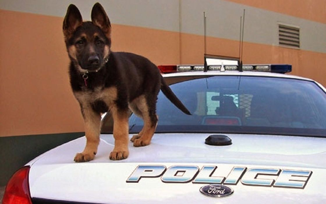 Shepherd Sweet Police Puppy Car Wallpaper