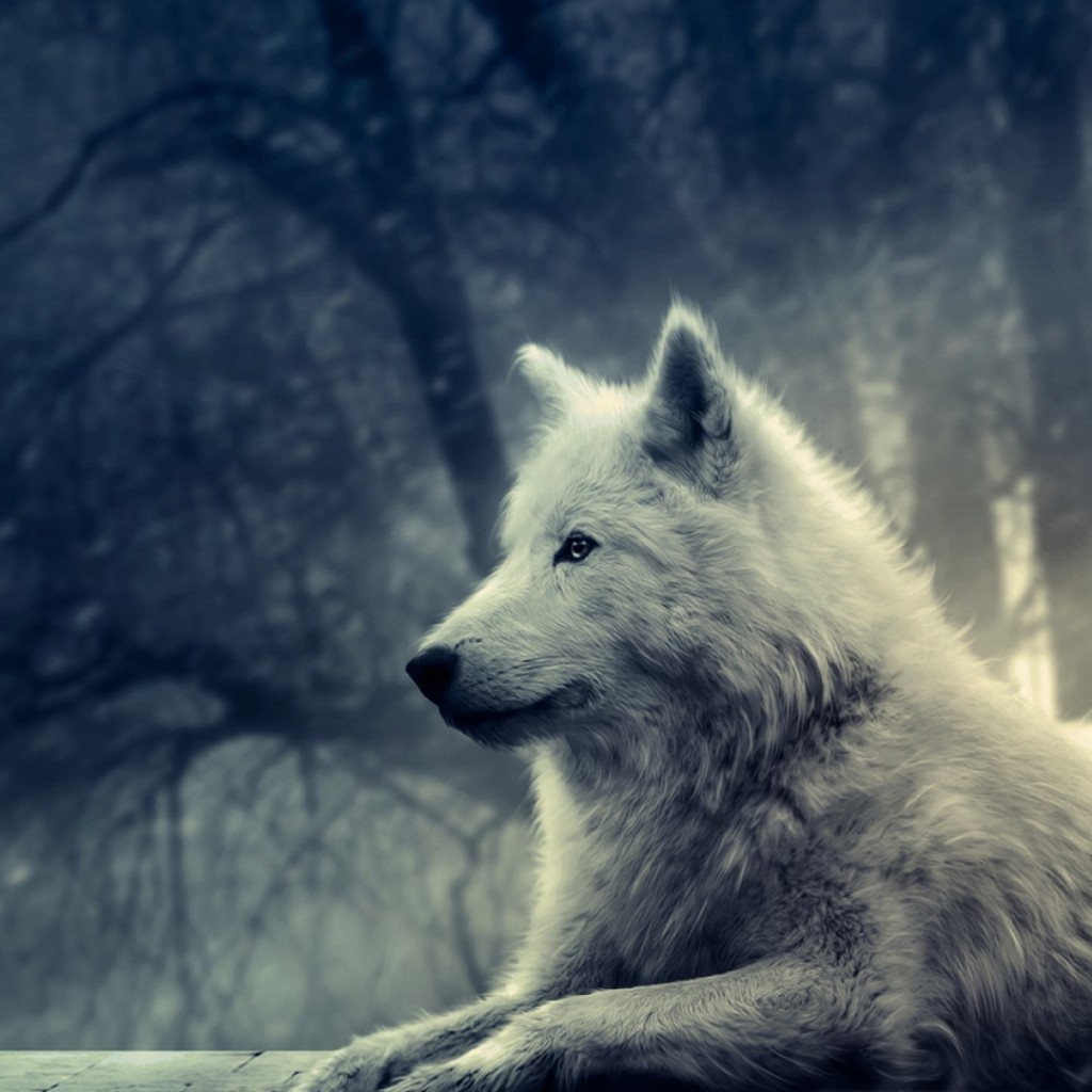 Snow Wolf iPad Wallpaper