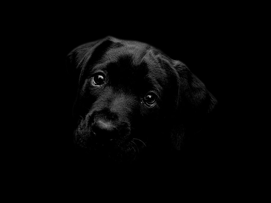 Black Labrador Wallpaper By Cazcastalla