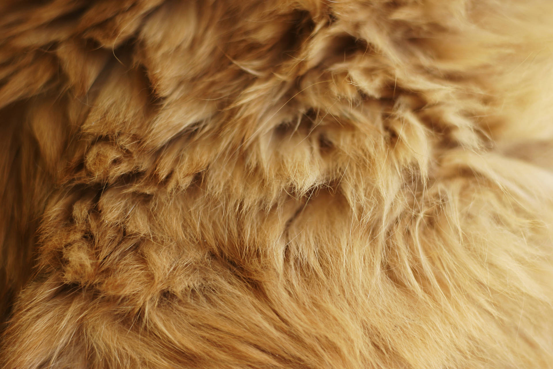 Animal Fur Micro Photography Inzre2Ot4Dqha1Az Wallpaper
