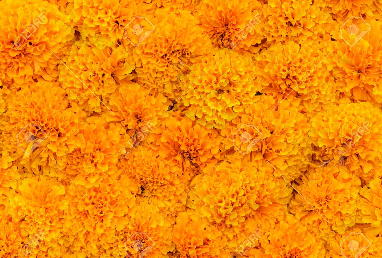 Orange Marigold Flower Or Tagetes Pattern Background Stock