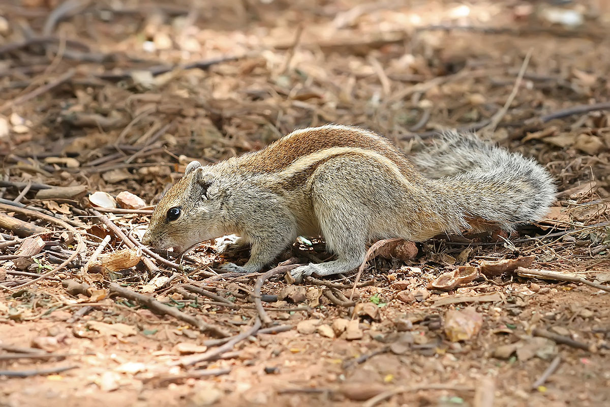 File Indian Palm Squirrel Bangalore Jpg Wikipedia