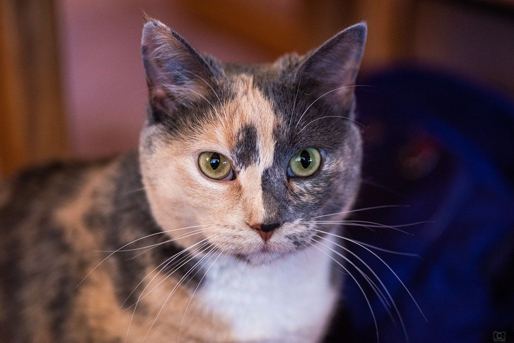Mom S Kitty Sally Cat Wallpaper By Christy Turner Photography