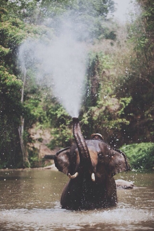 Elephant Background