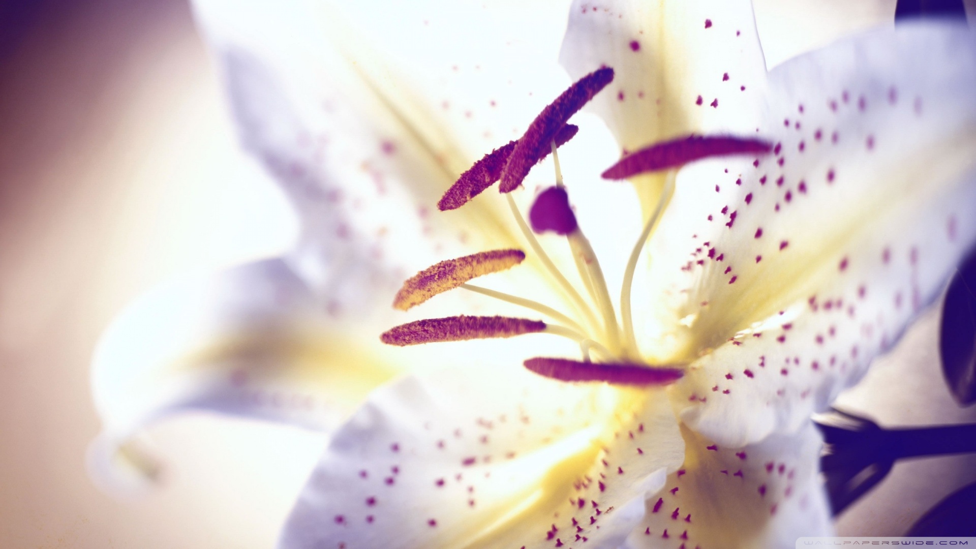 Free Lilies Photos and Vectors
