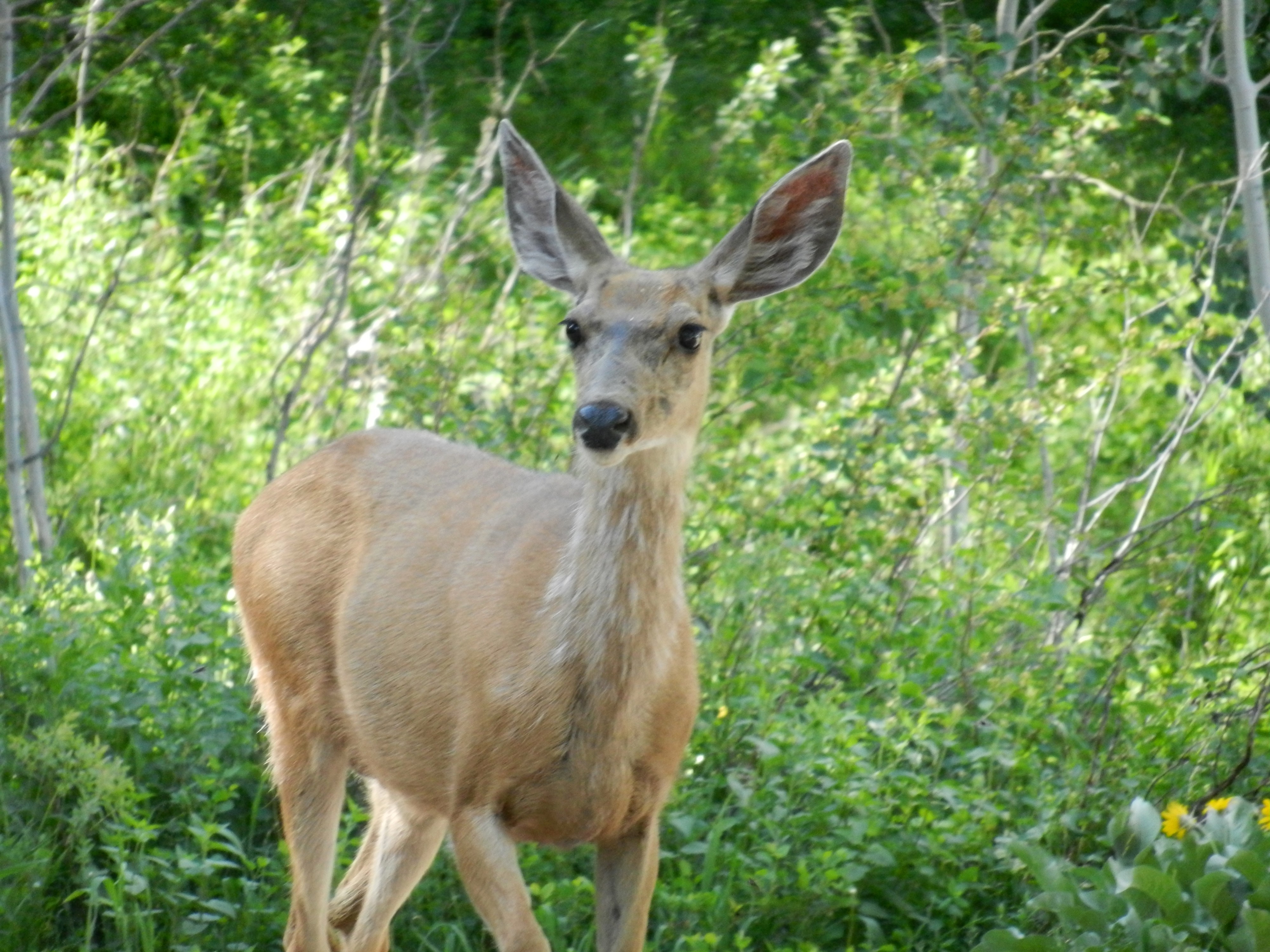 White Tailed Deer Image Crazy Gallery