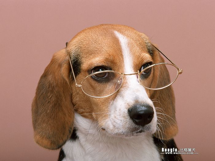 My Dogs Beagle Wallpaper Dog Desktop