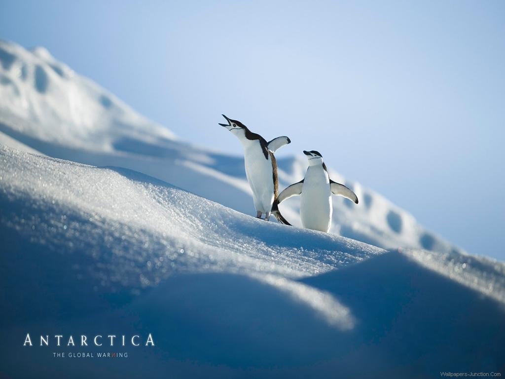 Antarctica Wallpaperjpg 1024x768