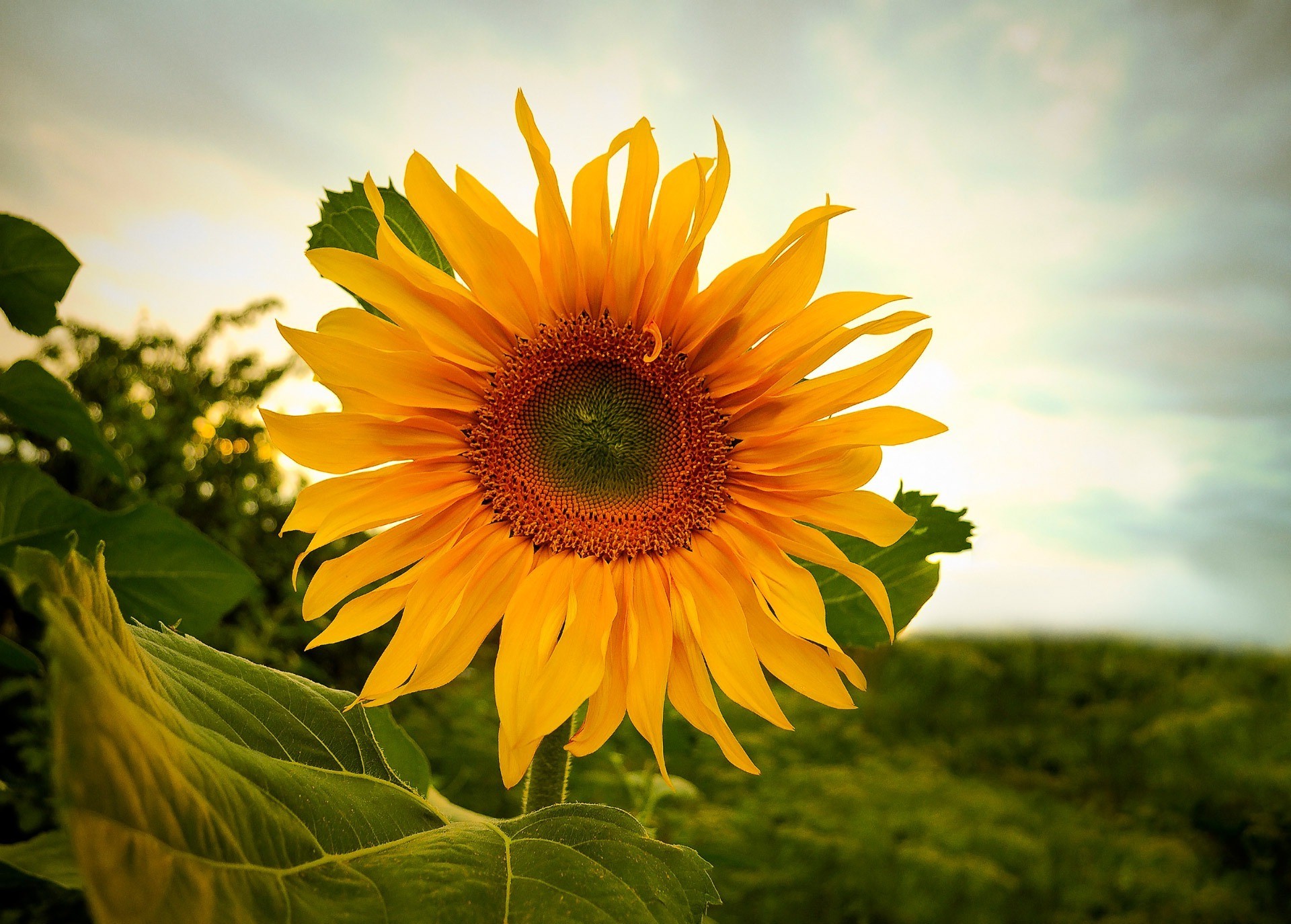 Nature Sunflowers Wallpaper