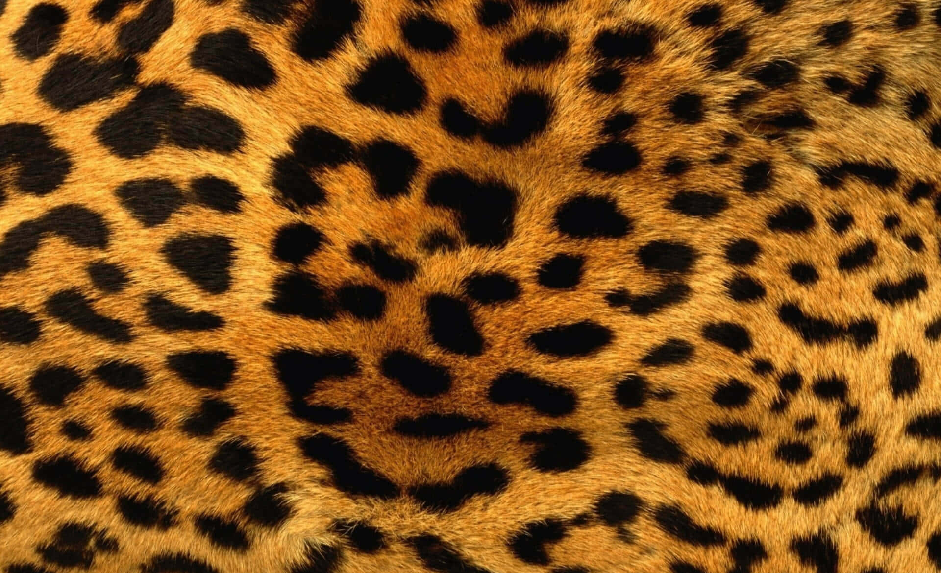 Aesthetic Cute Cheetah Print Wallpaper