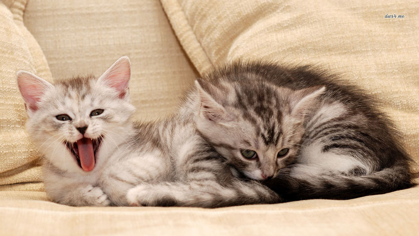 Sleepy Kittens Wallpaper Animal