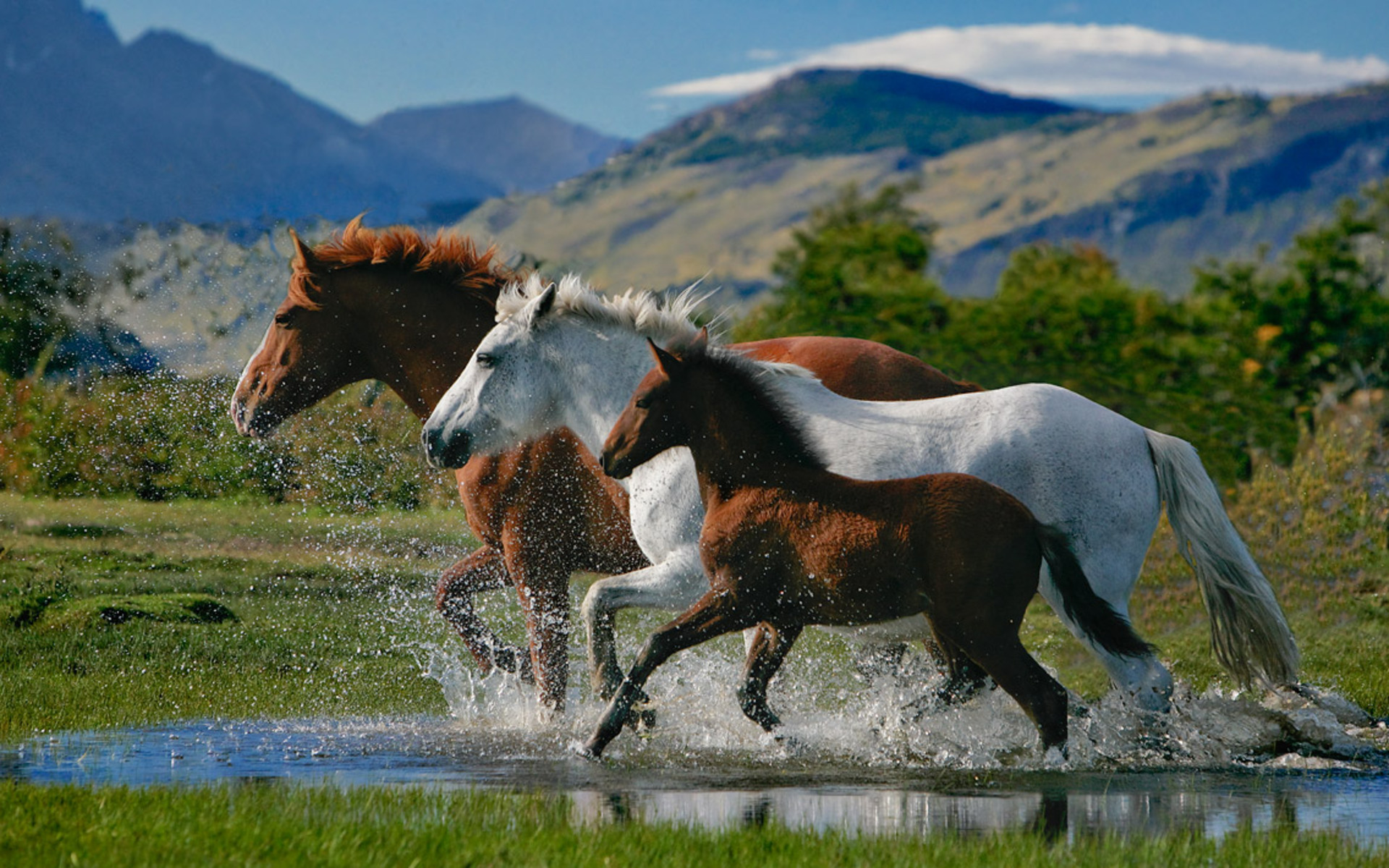 Horse Wallpaper Pics And Image On ImgHD For Your Puter