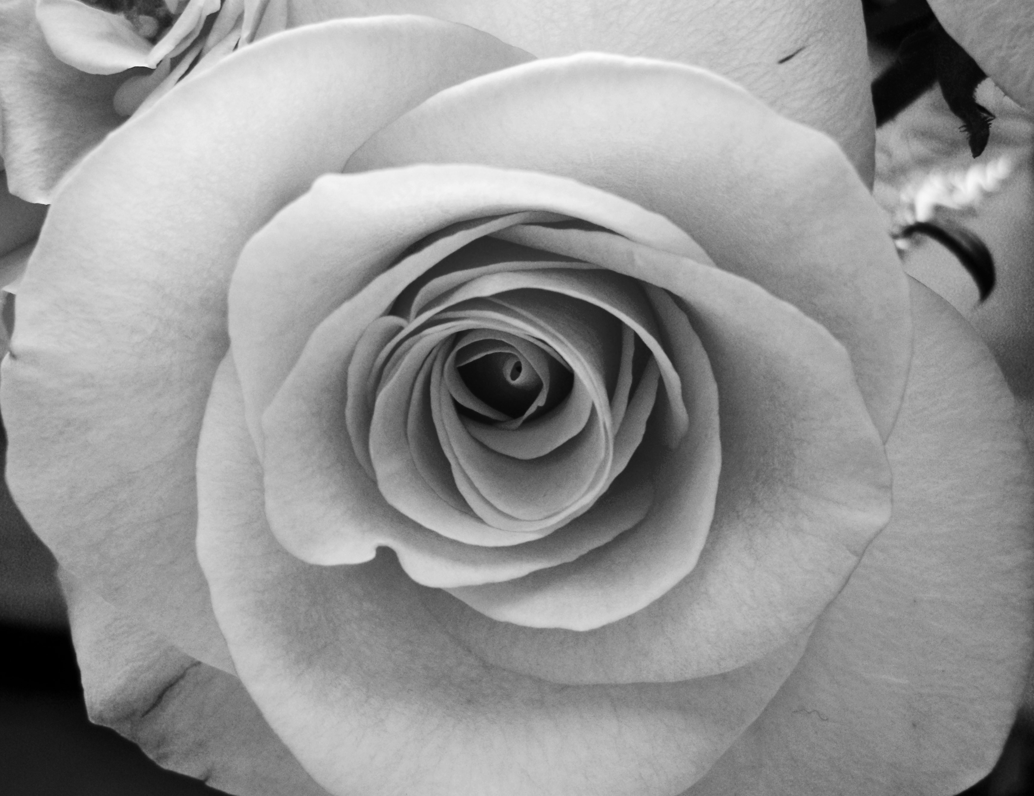 Black And White Rose Picture Wallpaper
