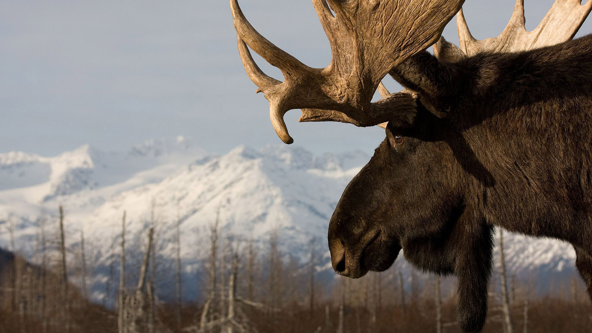 Moose Wallpaper