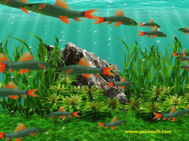 Animated Fish Tank Wallpaper HD