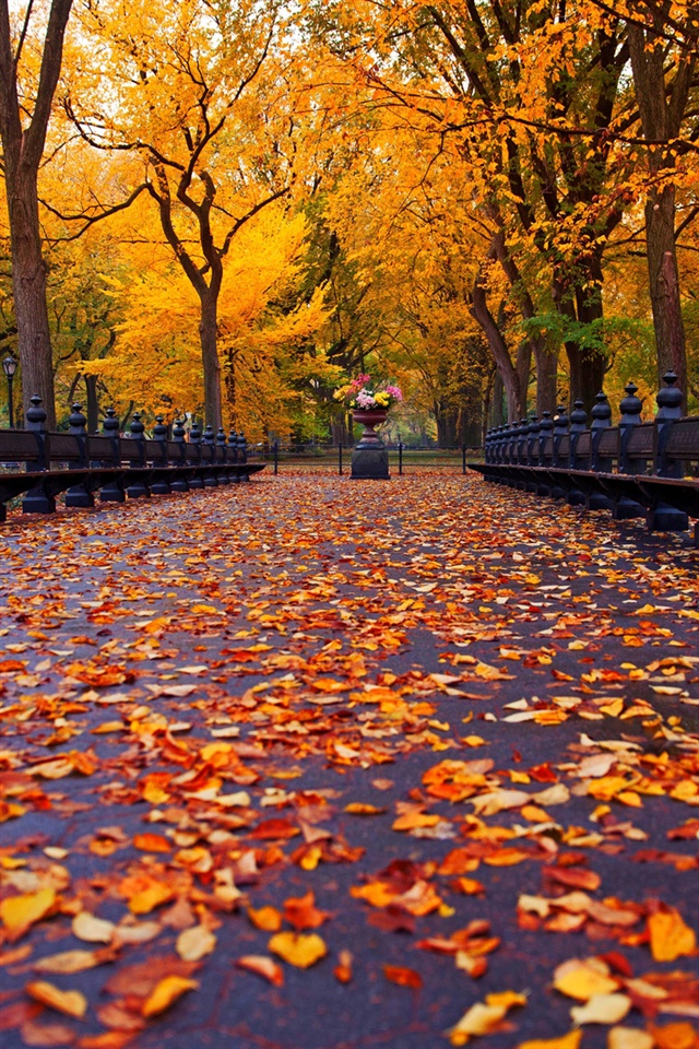 New York Herbst Park Spaziergang Stra E Gelbe Bl Tter